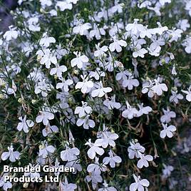 Lobelia Fountain White