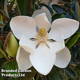 Magnolia grandiflora Little Gem