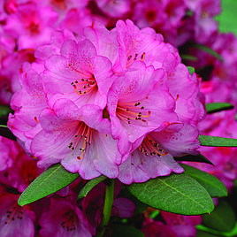 Rhododendron Wine and Roses