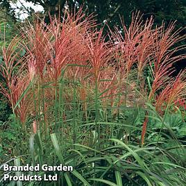 Miscanthus Purpurascens