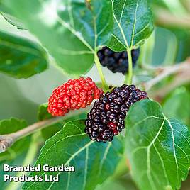 Mulberry Charlton House