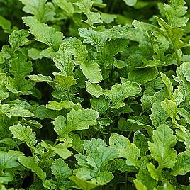 Mustard Leaves (Autumn Sowing Mix) Seeds