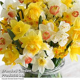 Narcissus Sweet Aroma Mixed