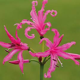 Nerine bowdenii Isabel