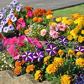 Nurseryman’s Choice Summer Favourites