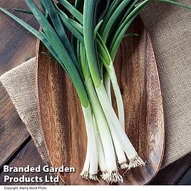 Onion Marksman (Bunching Onion) - Seeds