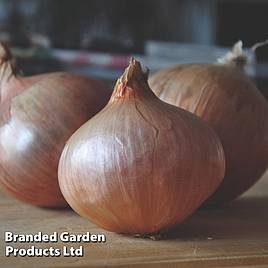 Onion Triple Pack - Spring Planting