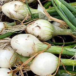 Onion seeds - White Star
