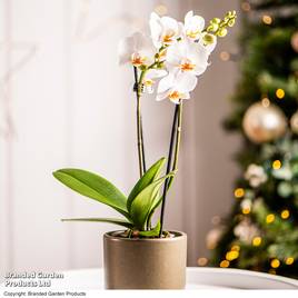 brown ponytail palm Ponytail Palm  Sculptural, Easy-Care, Tropical Succulent