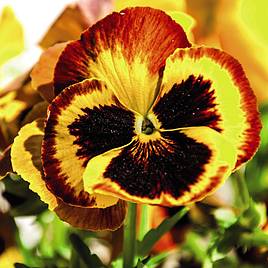 Pansy Autumn Blaze Mixed (Garden Ready)