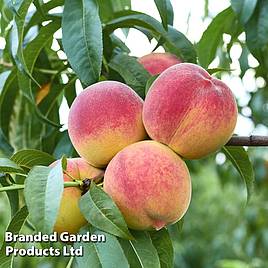 Peach Avalon Pride®