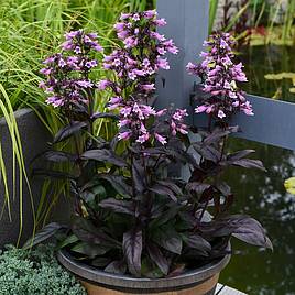 Penstemon Dark Towers