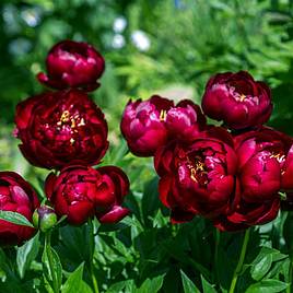 Peony Buckeye Belle