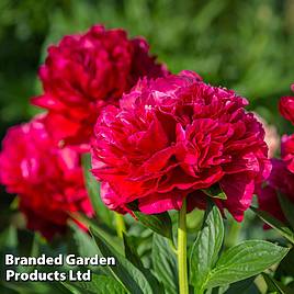 Peony Double Red