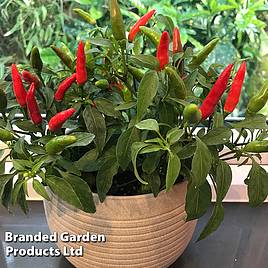 Chilli Pepper Quick Fire F1 - Seeds