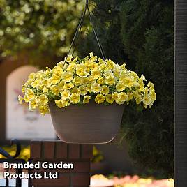 Petunia Caliburst Petchoa Yellow