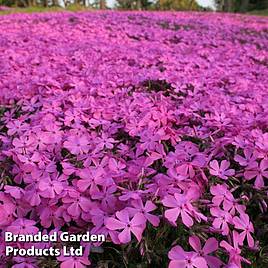 Phlox subulata McDaniels Cushion