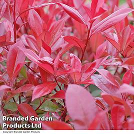 Photinia Red Robin (Standard)