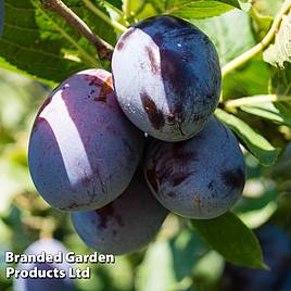 Plum Beauty