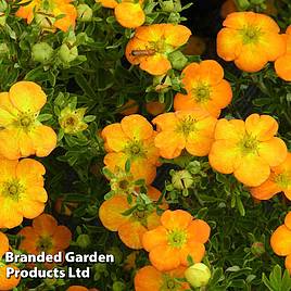 Potentilla fruticosa Bella Sol