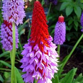 Primula vialii