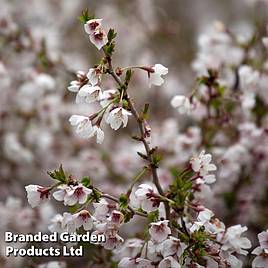 Prunus incisa Kojo-No-Mai