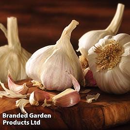 Garlic Picardy Wight (Spring Planting)