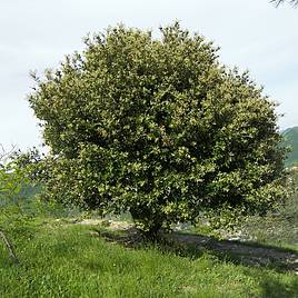 Quercus ilex