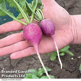 Radish Royal Purple - Seeds