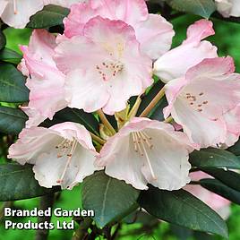 Rhododendron Sir Robert (Azalea Group)