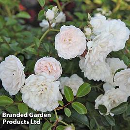 Rose Sea Foam (Shrub Rose)