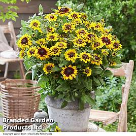 Rudbeckia Enchanted Cosmic Eye