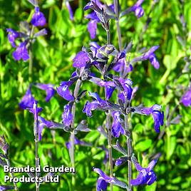 Salvia greggii Blue Note