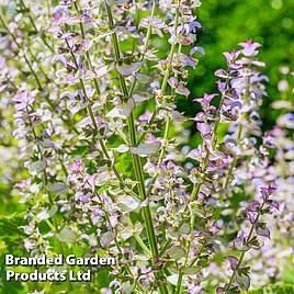 Salvia sclarea var. turkestanica Alba