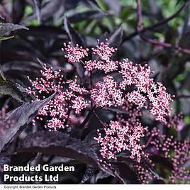 Sambucus nigra f. porphyrophylla Black Beauty