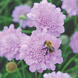 Scabious Kudos Pink