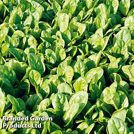 Spinach Patton F1 - Seeds