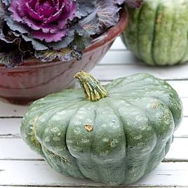 Squash Seeds - Queensland Blue