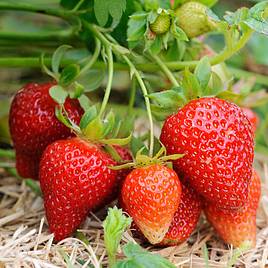 Strawberry Albion (Everbearer/ All Season)