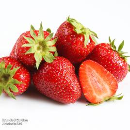 Strawberry Allegro (Early Season)