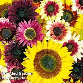Sunflower Seeds - Summer Long Mixed