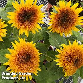 Sunflower Fire Fox - Seeds