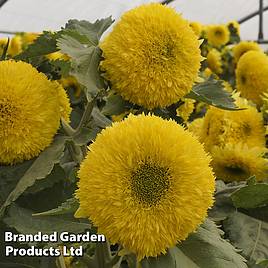 Sunflower Gummy Bear - Seeds