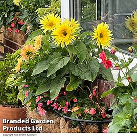 Sunflower Lemon Cutie F1 - Seeds