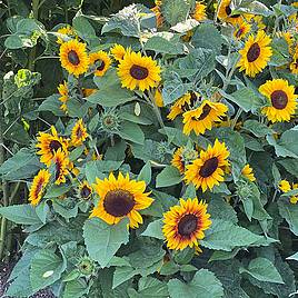 Sunflower Orange Mahogany F1 - Seeds