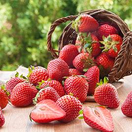 Strawberry Malling Centenary