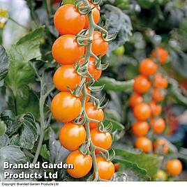 Tomato Seeds - Honeycomb F1 (Indeterminate)