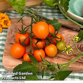 Tomato Merrygold F1 - Seeds