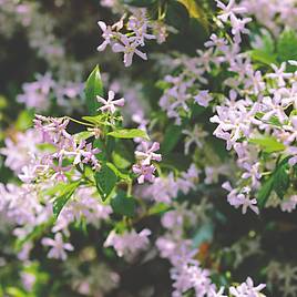 Trachelospermum asiaticum Pink Showers