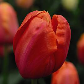 Tulip Avignon